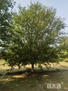 24公分绚丽海棠