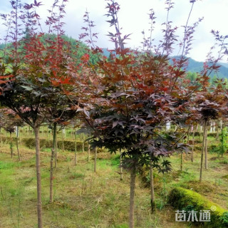 高度120厘米三季红红枫