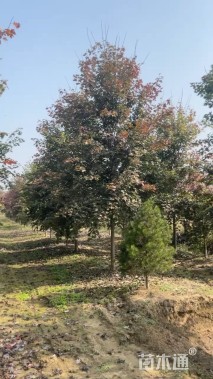 10公分美国红枫