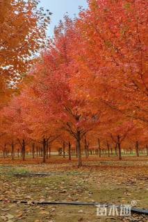 18公分美国红枫