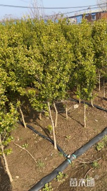 高度140厘米瓜子黄杨