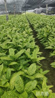 高度40厘米洒金珊瑚