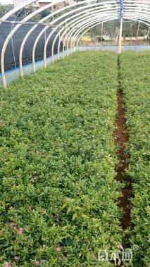 高度20厘米绣线菊