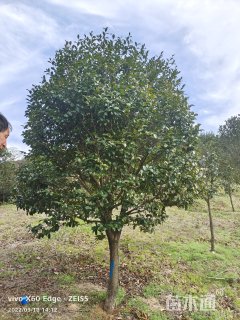 高度300厘米茶梅