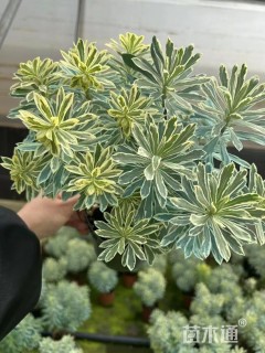 高度20厘米大戟