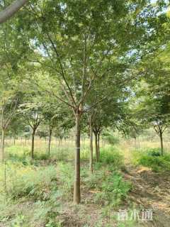 18公分栾树