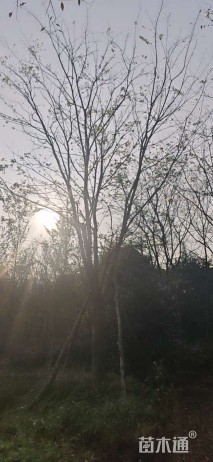 30公分朴树