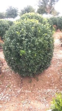 冠幅150厘米卫矛球