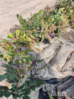 高度40厘米阔叶十大功劳