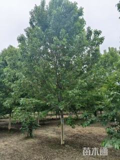 18公分美国红枫-红点