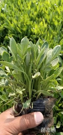 高度25厘米大花金鸡菊