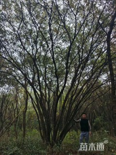 高度1000厘米丛生茶条槭