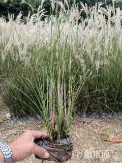 高度20厘米细叶芒