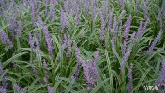 高度20厘米金边阔叶麦冬