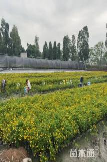 高度30厘米木春菊