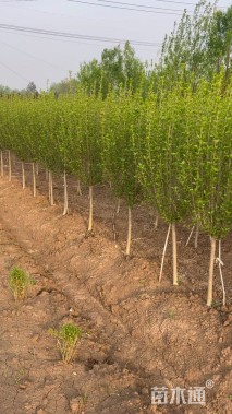 高度250厘米木槿