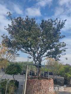 高度250厘米木绣球