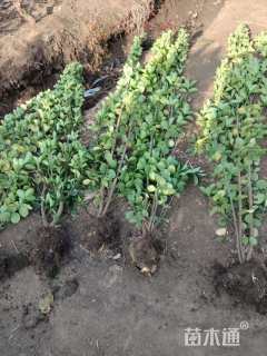 高度200厘米北海道黄杨