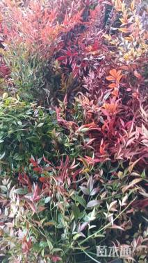 高度40厘米南天竹