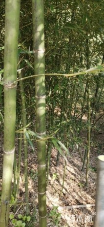1公分雷竹