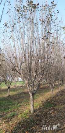 12公分西府海棠