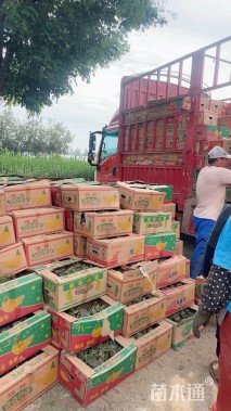 高度40厘米南天竹