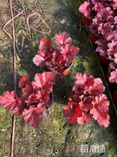 高度15厘米矾根