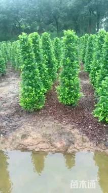 高度150厘米火山榕