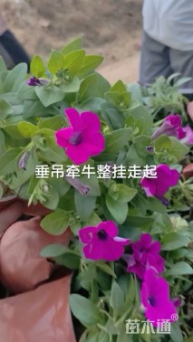 高度15厘米牵牛