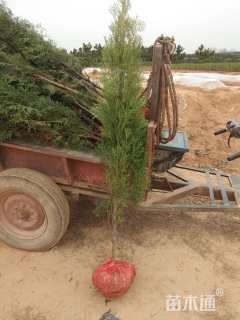 高度150厘米侧柏小苗