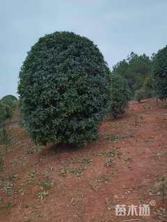 高度200厘米丛生桂花