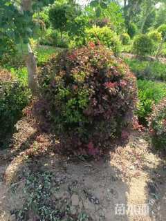 高度150厘米红叶小檗
