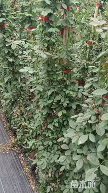 111厘米藤本欧月