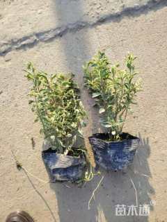 高度20厘米银姬小蜡