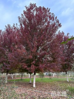 16公分美国红枫-红点