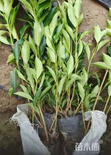 高度40厘米法国冬青