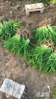 高度40厘米大花萱草