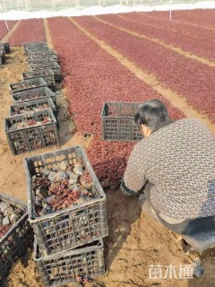 高度10厘米红景天