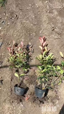 高度40厘米红叶石楠小苗