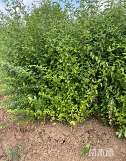 高度30厘米小叶女贞