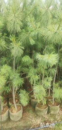 高度300厘米华山松