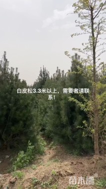 高度3000厘米白皮松