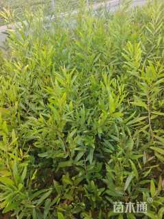 0.5公分台湾相思树