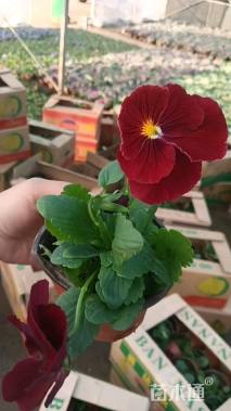 高度20厘米角堇