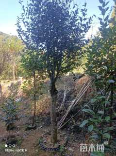 高度3厘米紫花含笑