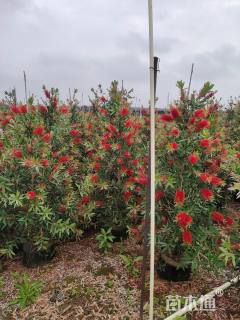 高度200厘米多花红千层