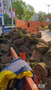 草卷状百慕大草