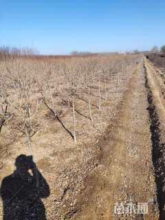 冠幅50厘米金叶榆球