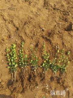 高度80厘米北海道黄杨