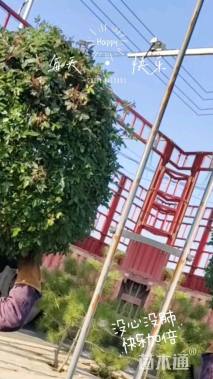 冠幅80厘米月季花球